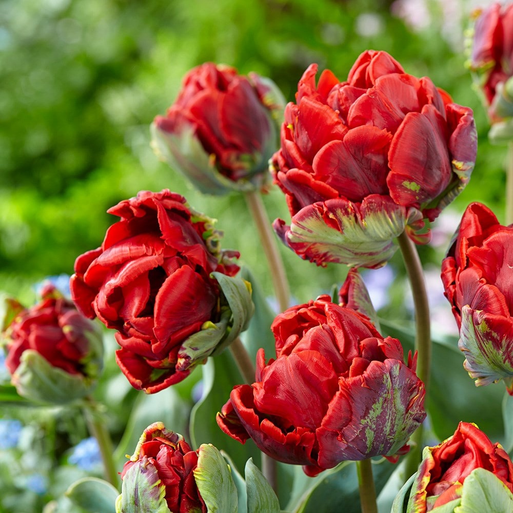 <i>Tulipa</i> 'Rococo Double'