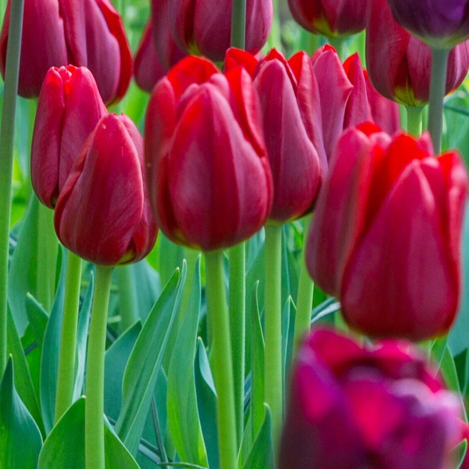 <i>Tulipa</i> 'Renegade'