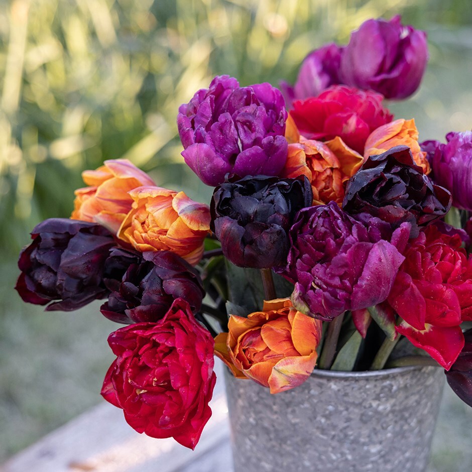 tulip collection