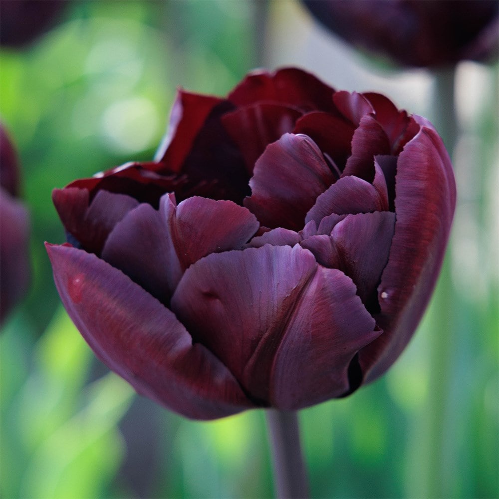 Product options image