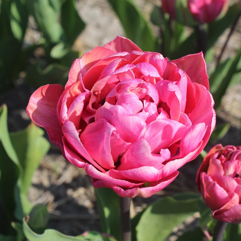 <i>Tulipa</i> 'Amazing Grace'
