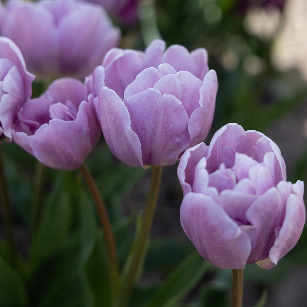 <i>Tulipa</i> 'Kickstart'