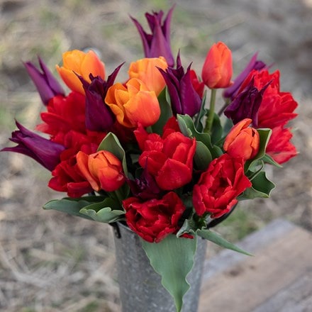 Bold and beautiful tulip collection