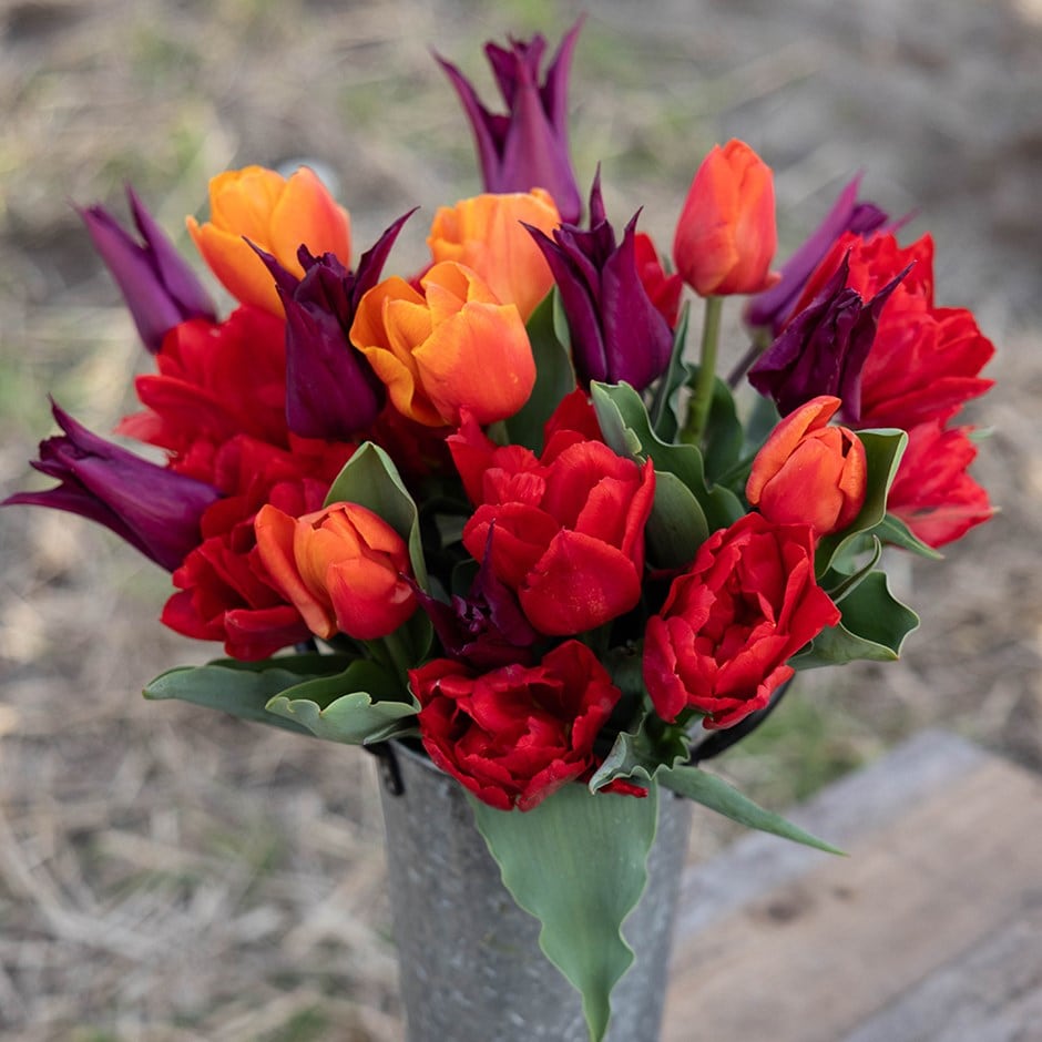 tulip collection