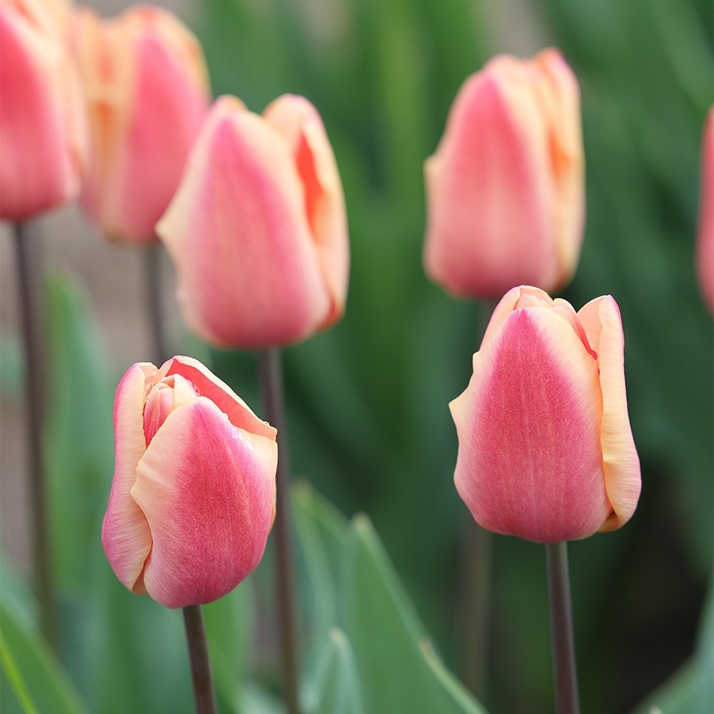 Product options image