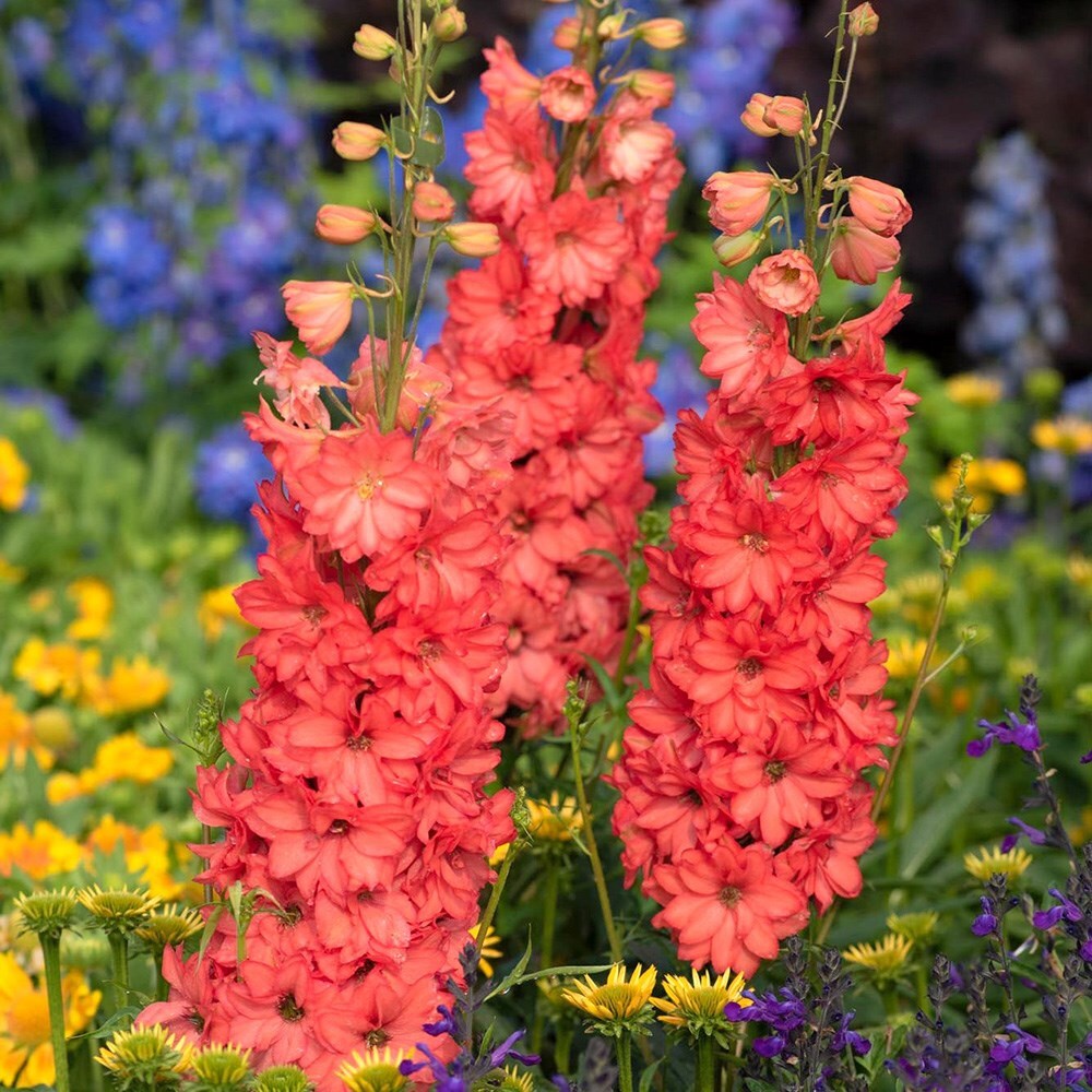 Red Lark Larkspur