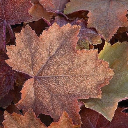 Heuchera Maple Syrup  ('Ms2020') (PBR)
