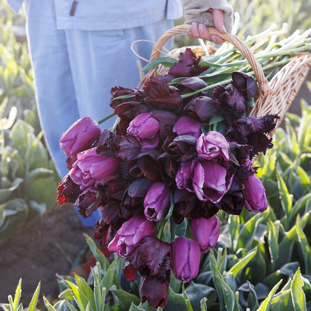Black Forest tulip collection