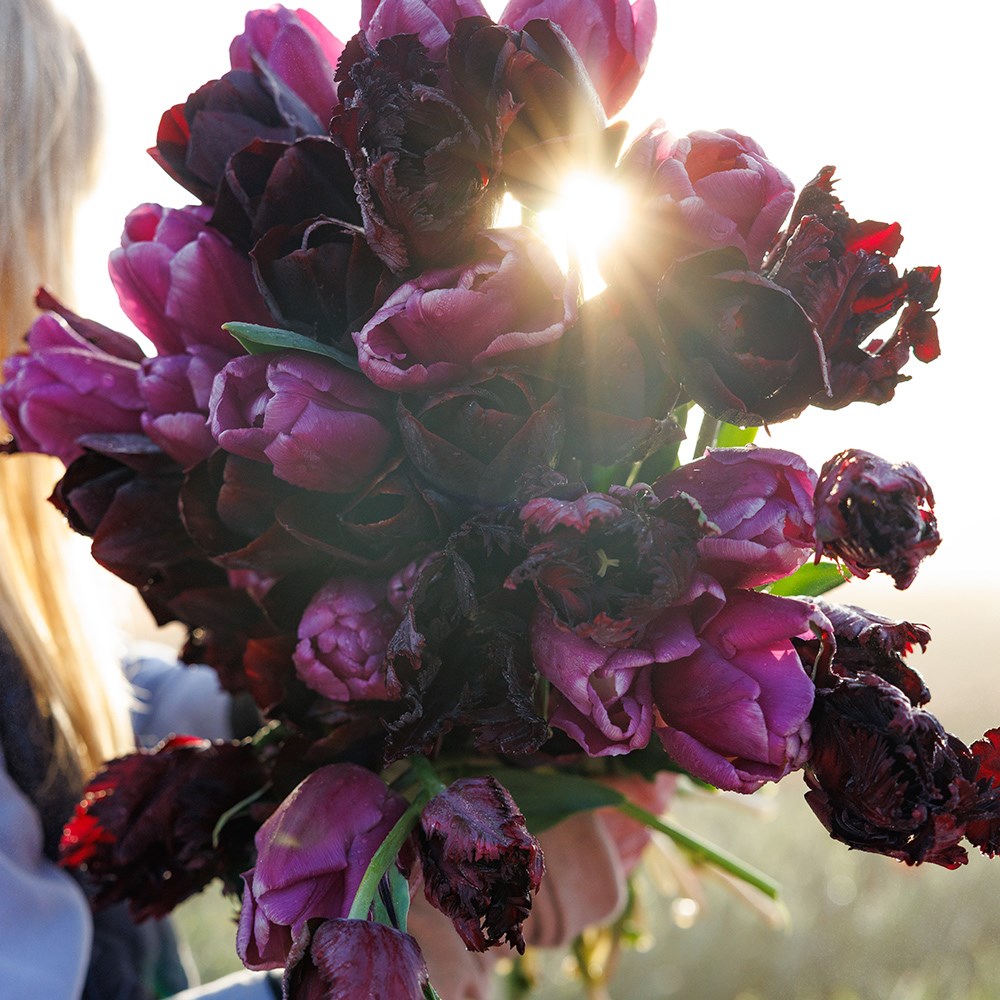 Black Forest tulip collection