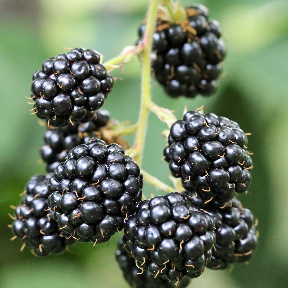 blackberry 'Waldo'