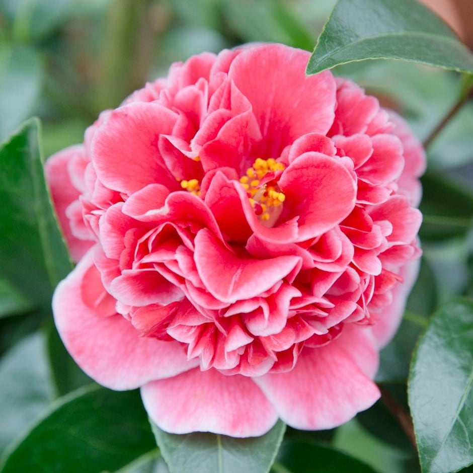 <i>Camellia japonica</i> 'Volunteer' (PBR)