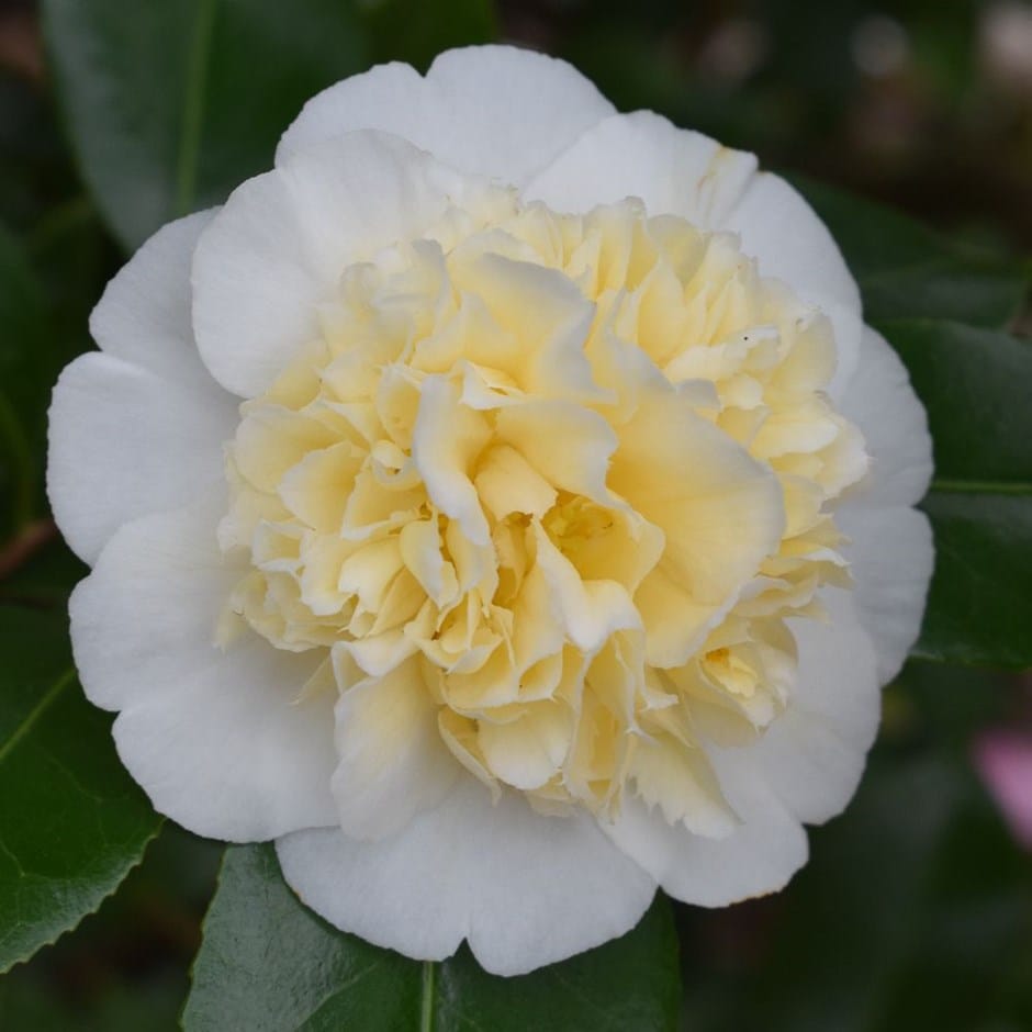 <i>Camellia × williamsii</i> 'Jury's Yellow'