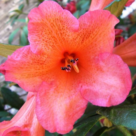 Rhododendron Sunfire