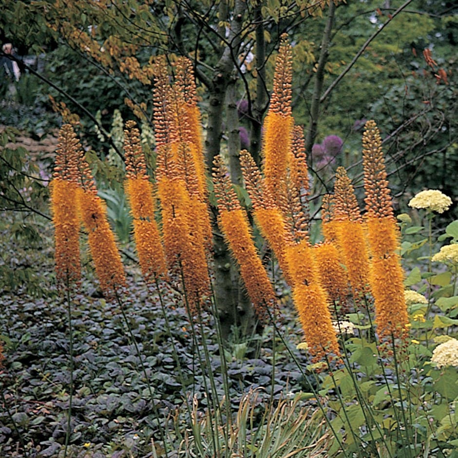 foxtail lily bulb