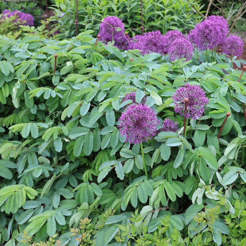 <i>Sanguisorba hakusanensis</i> 'Lilac Squirrel'