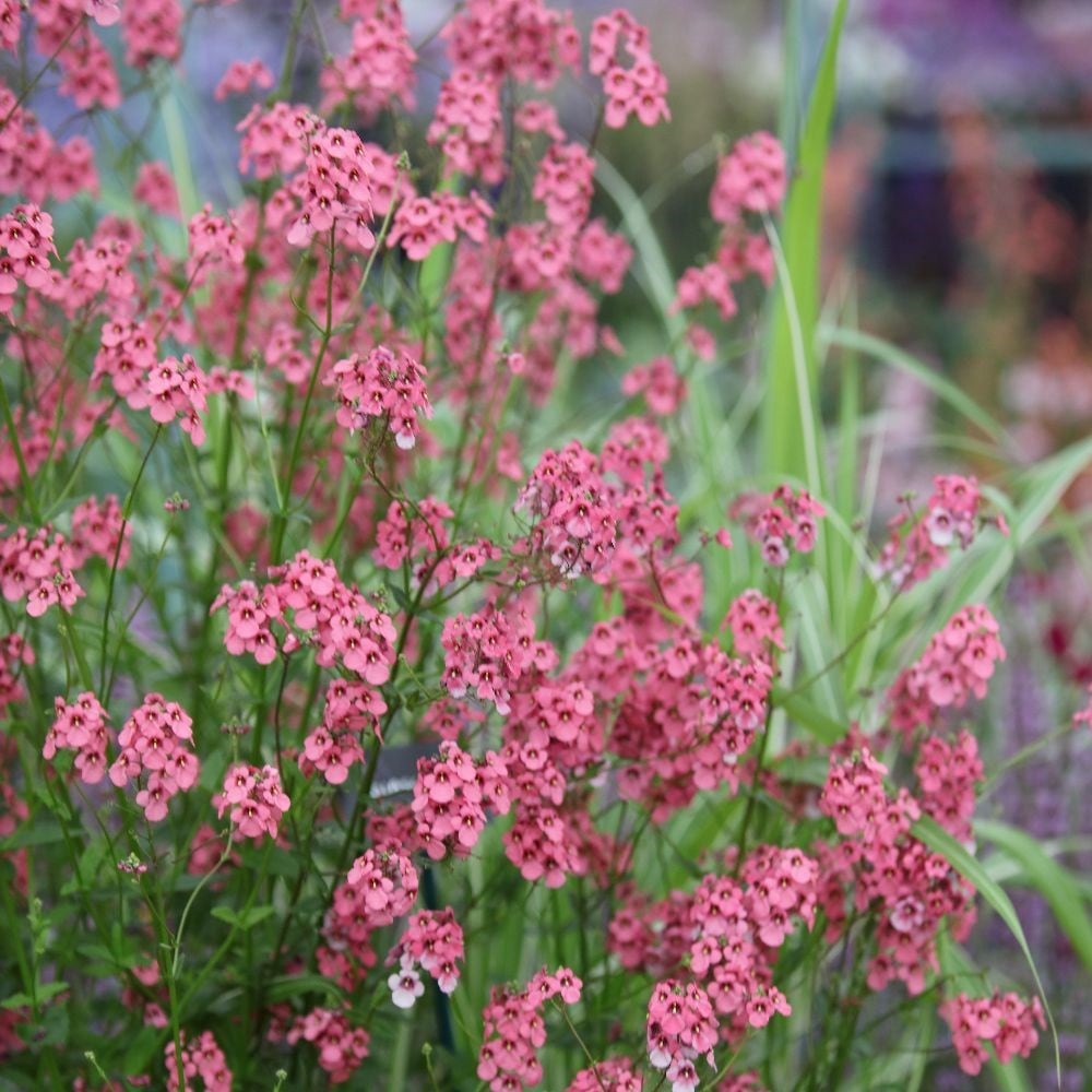 Product options image