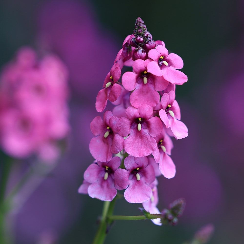 <i>Diascia personata</i> 'Hopleys'