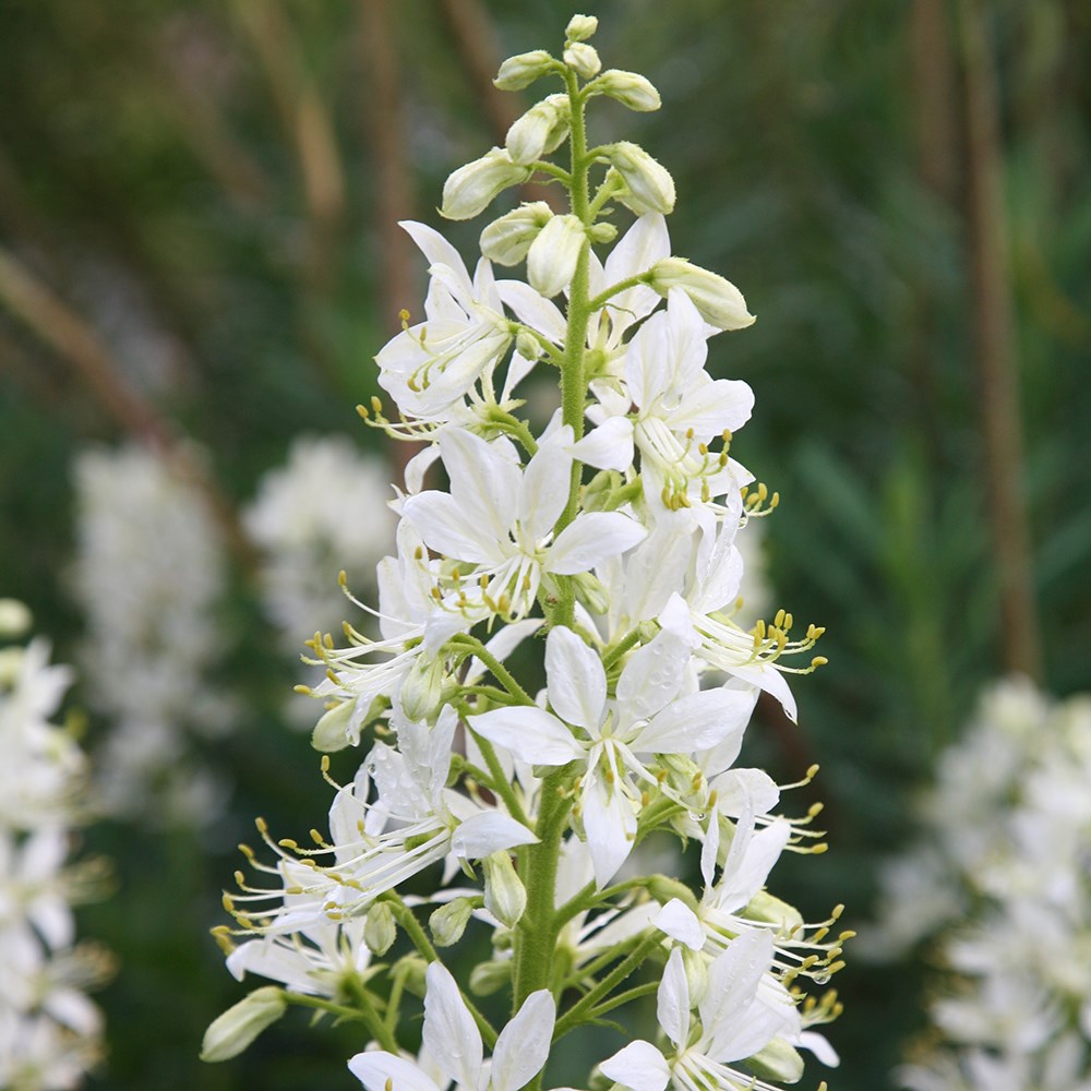 Product options image