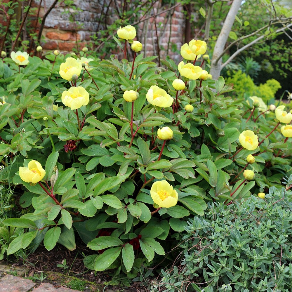 Product options image