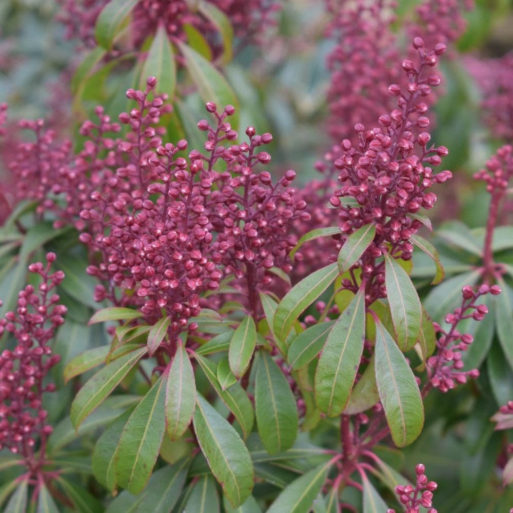 <i>Pieris japonica</i> 'Bonfire'