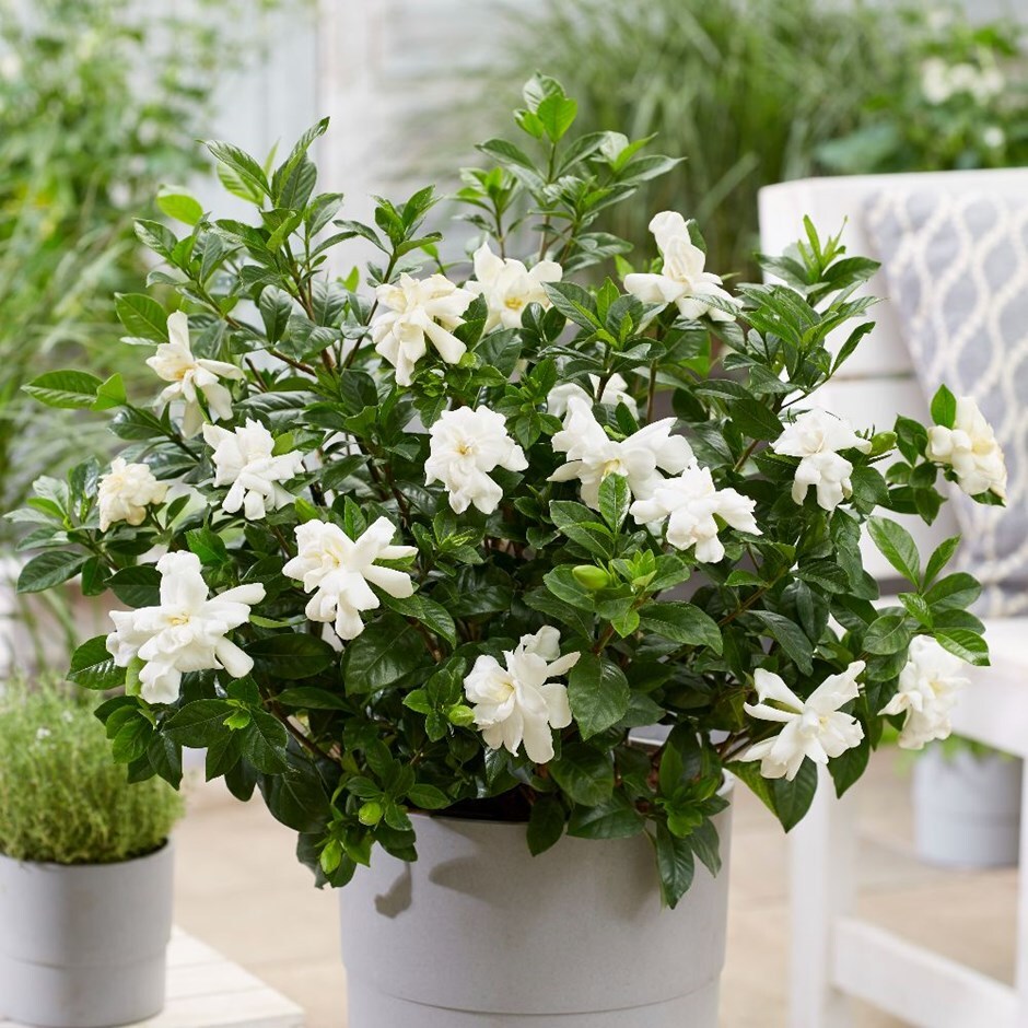 Gardenia Jasminoides - set of 4 - FloraStore