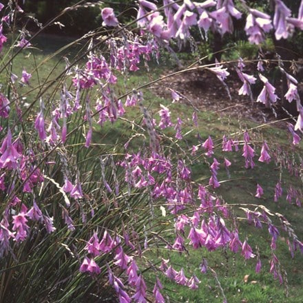 Dierama pulcherrimum