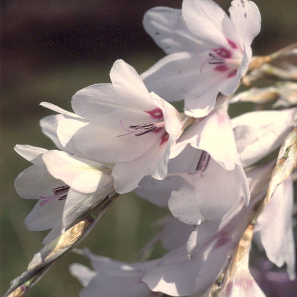 white angel's fishing rod (syn. 'Snowbells')