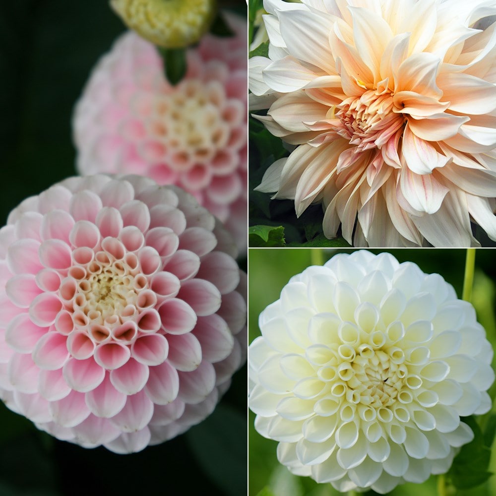 Product options image