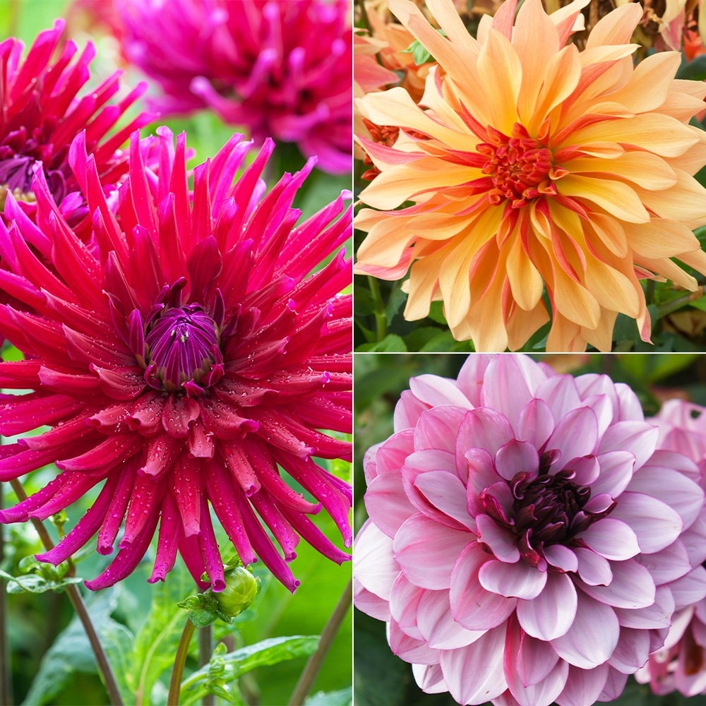 Product options image