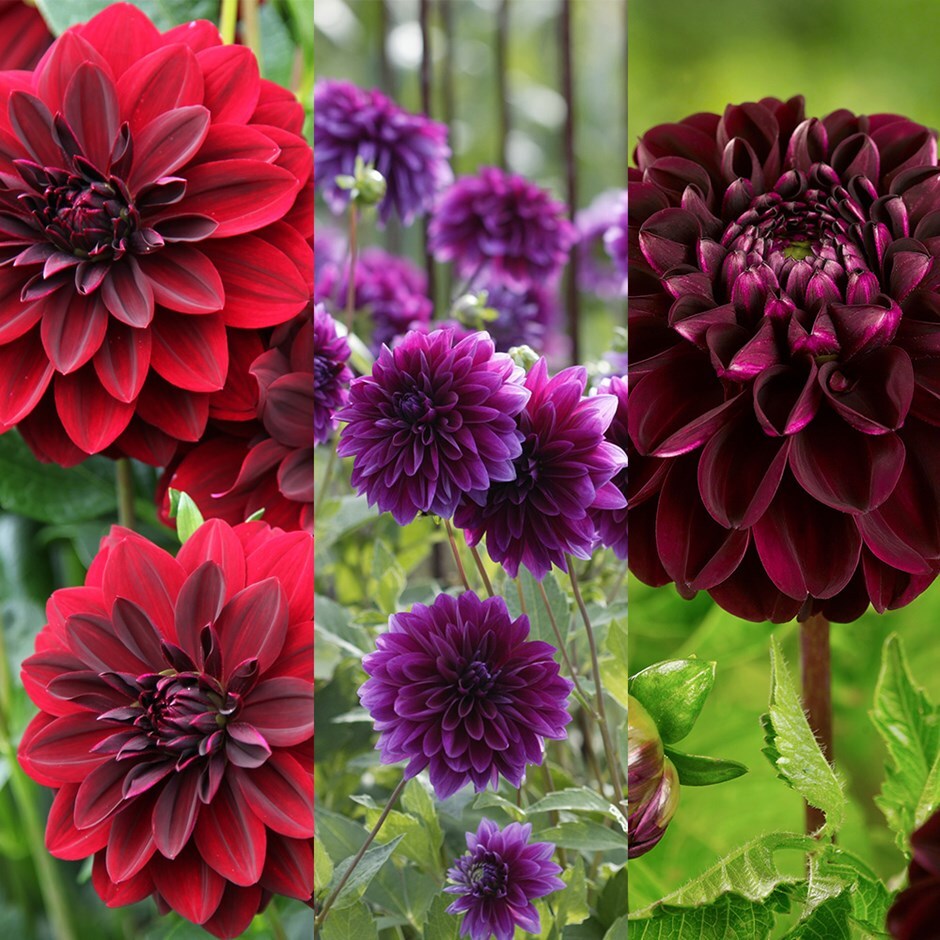 buy dahlia collection garden jewels 'dahlia collection': delivery