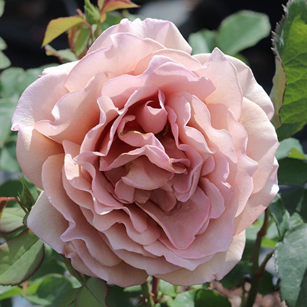 <i>Rosa</i> <b class=small-caps>Mokarosa</b> ('Frywitty') (PBR) | Floribunda Bush Rose