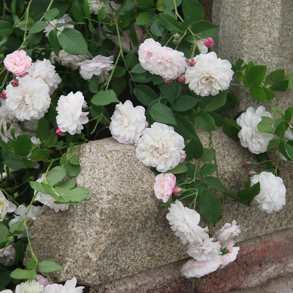 Rosa Félicité et Perpétue | Rambler Rose