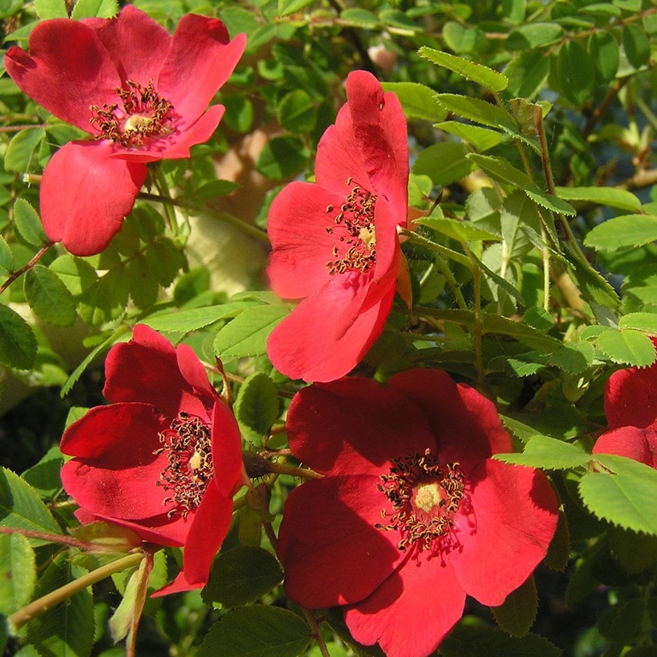 rose Geranium / (syn. Rosa moyesii 'Geranium') (shrub)