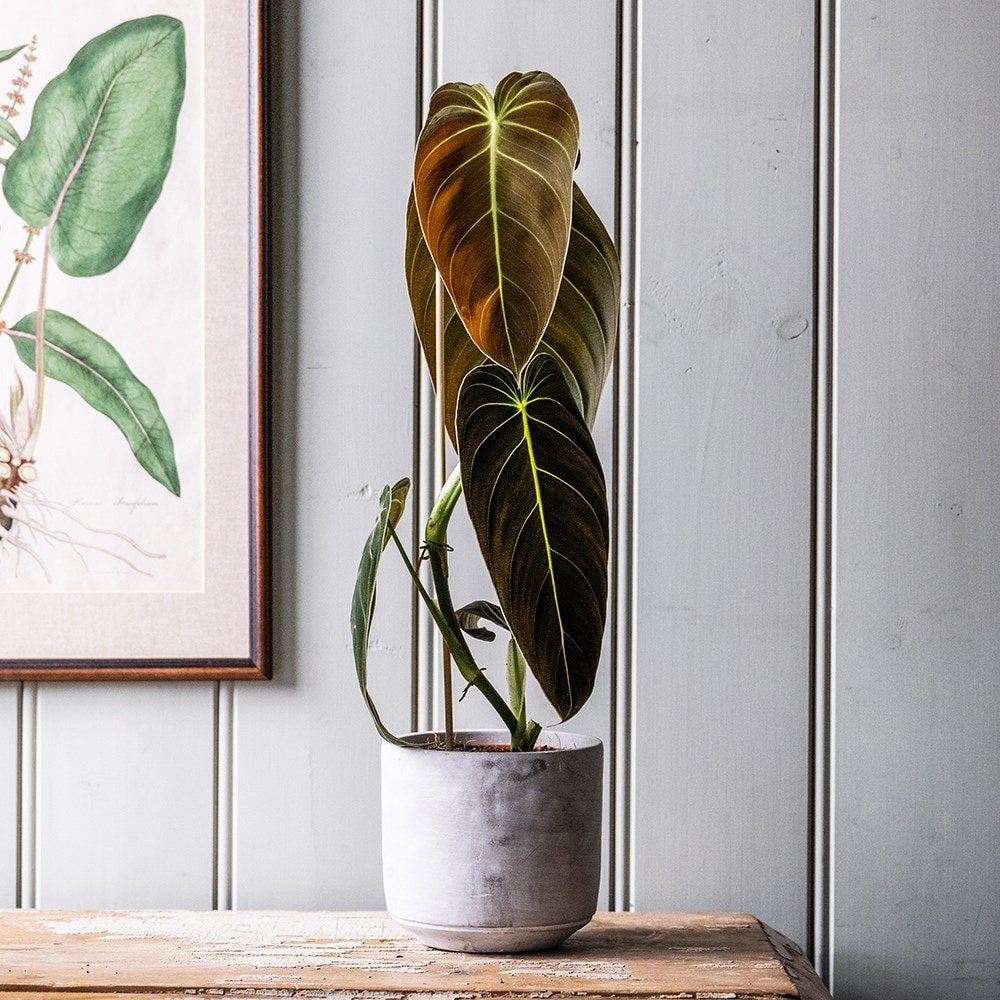 Philodendron melanochrysum | Houseplant