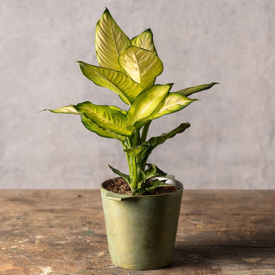 <i> Dieffenbachia </i> 'Summer Style' (PBR)