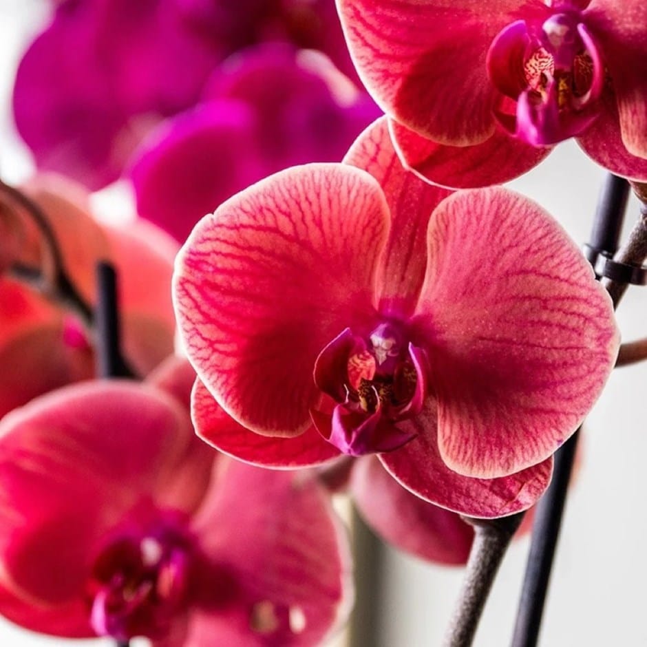 moth orchid