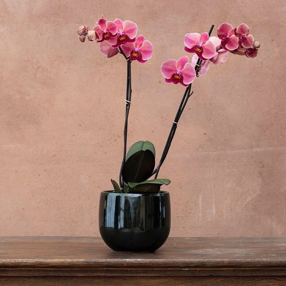 moth orchid