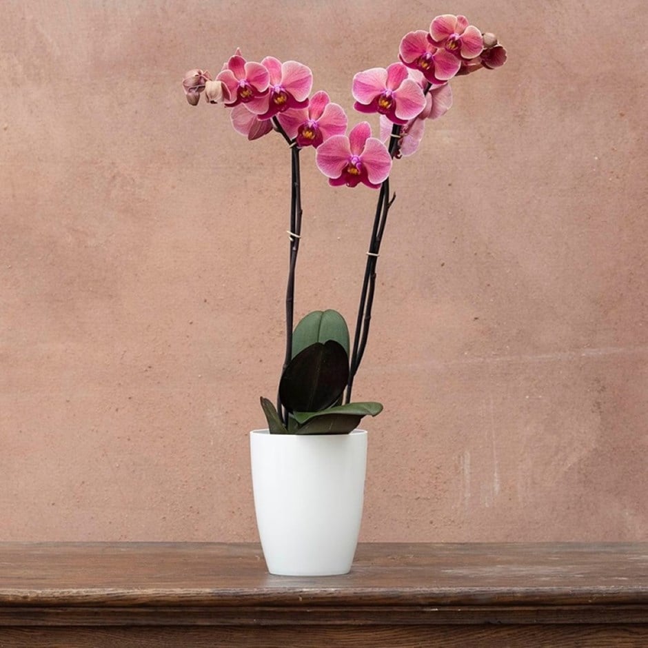 moth orchid