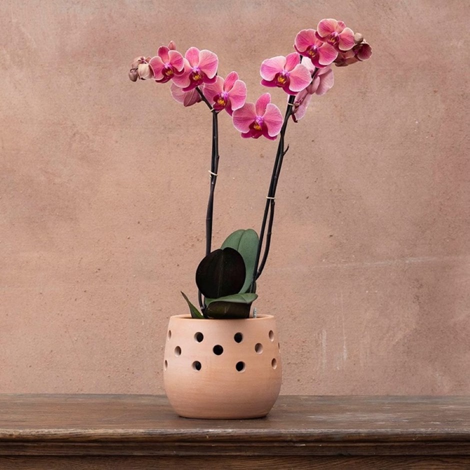 moth orchid
