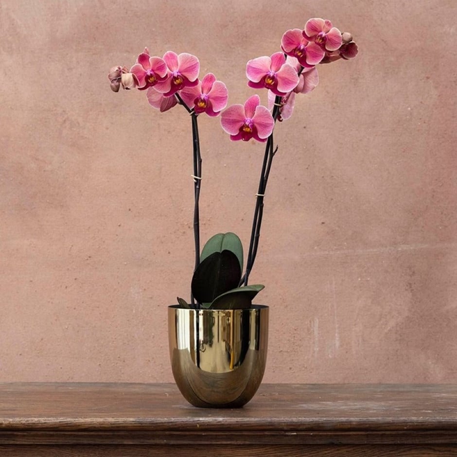 moth orchid