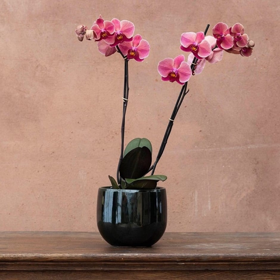 moth orchid