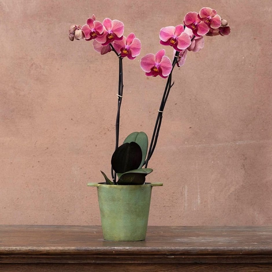 moth orchid