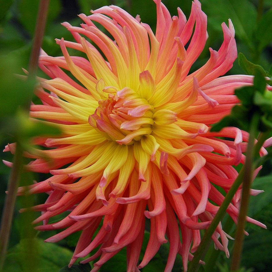 Buy semi-cactus dahlia Dahlia ‘Alfred Grille’