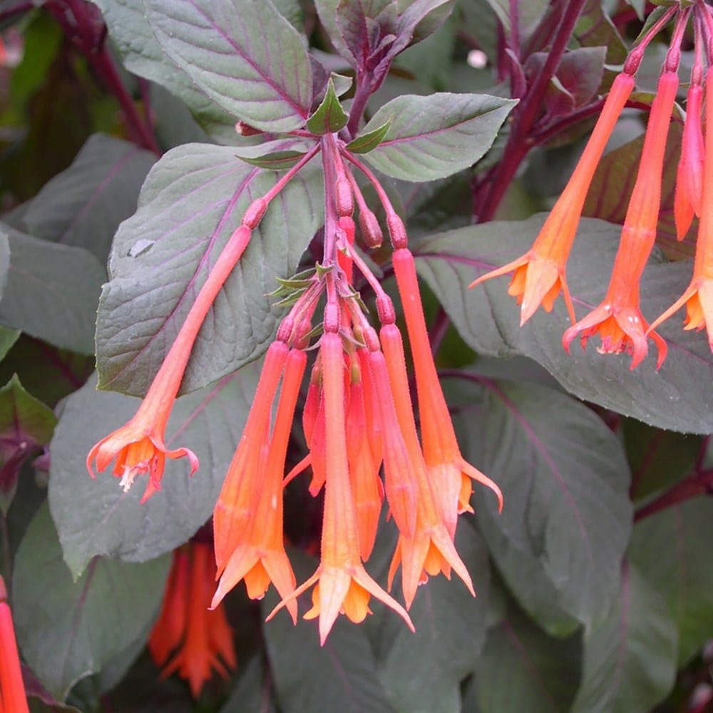 <i>Fuchsia</i> 'Thalia'