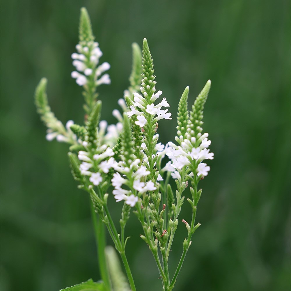 Product options image