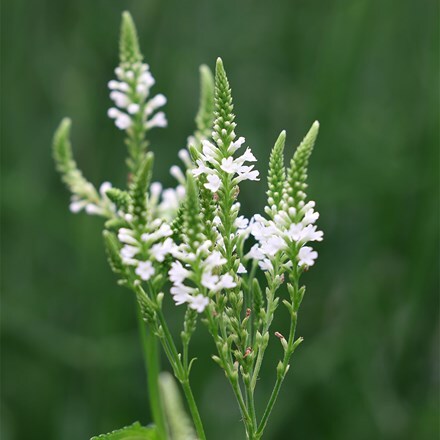 Verbena hastata alba