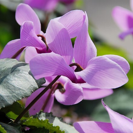 Cyclamen cilicium - potted bulbs