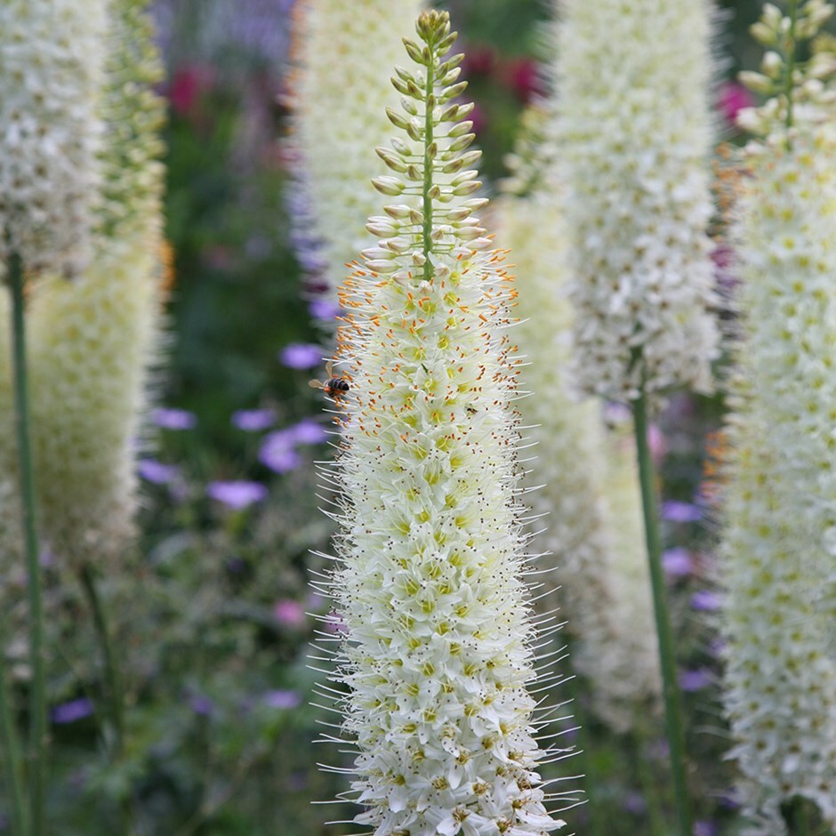 foxtail lily