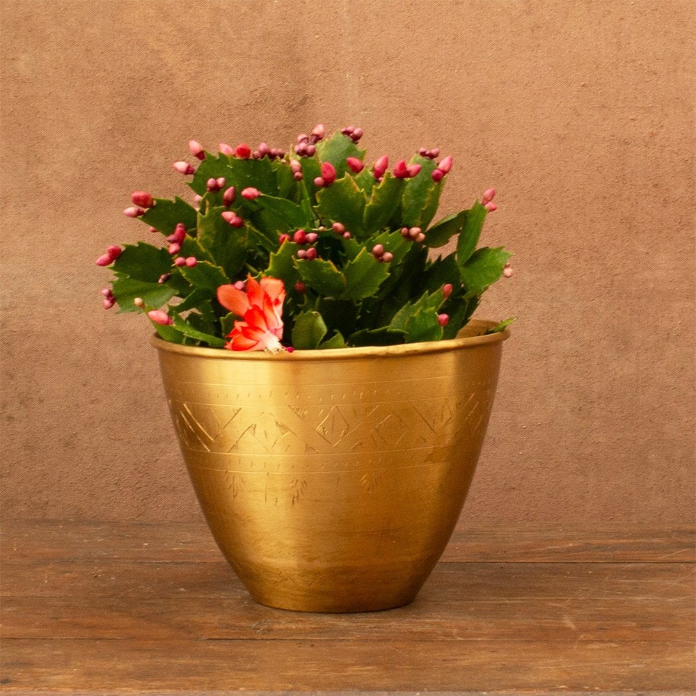Schlumbergera orange flowered | Houseplant