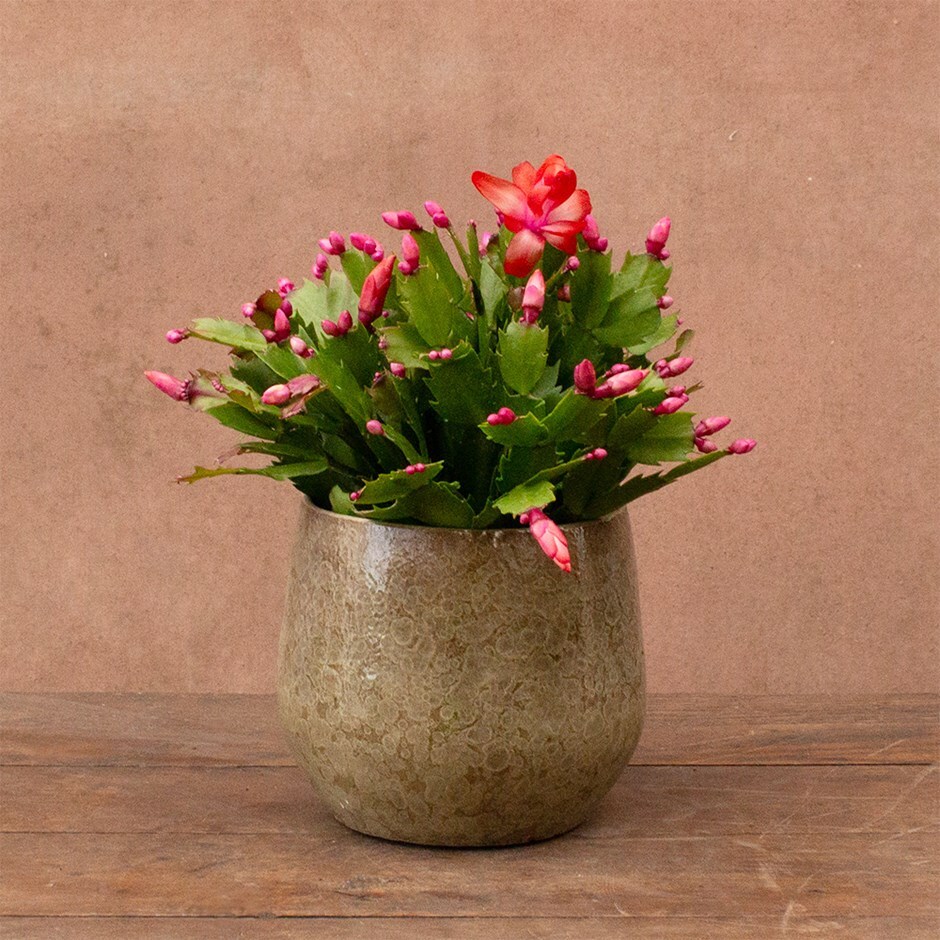 Christmas cactus